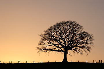 Image showing Oak Tree at Sunset