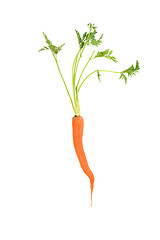 Image showing Carrot 