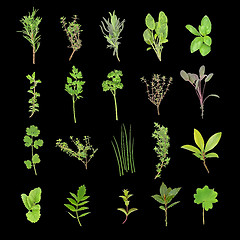 Image showing Organic Herbs