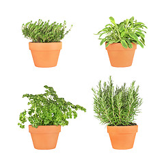 Image showing Parsley, Sage, Rosemary and Thyme Herbs