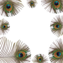 Image showing Peacock Feathers