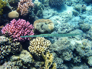 Image showing Bluespotted cornetfish