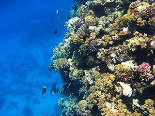 Image showing Coral reef in Red sea, Marsa Alam