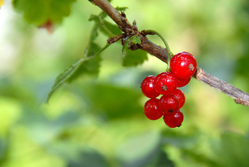 Image showing Red currants