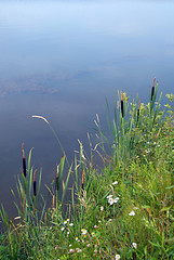 Image showing Rush by lake landscape