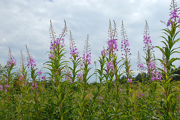 Image showing Summer flowers