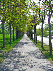 Image showing Tree tunnel 1