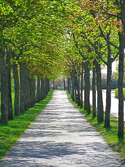 Image showing Tree tunnel 2