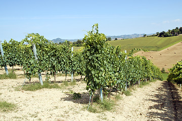Image showing Vineyard