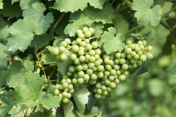 Image showing Unripe muscat grapes