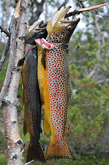 Image showing Norwegian trout