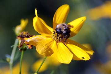 Image showing Bumblebee