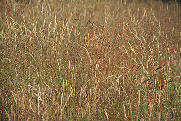 Image showing Field of grass