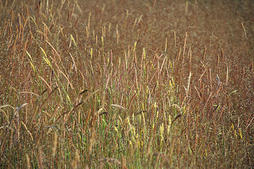 Image showing Field of grass