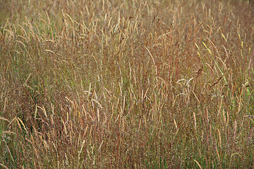 Image showing Field of grass