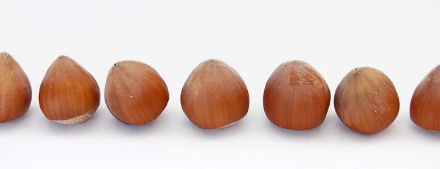 Image showing Hazel nuts