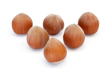 Image showing Hazel nuts
