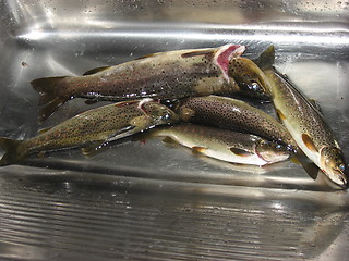 Image showing Trouts in a sink