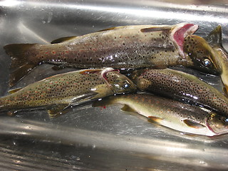 Image showing Trouts