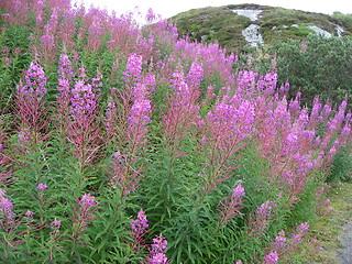 Image showing Field of pink tall flowers