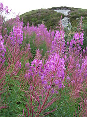 Image showing Pink flowers