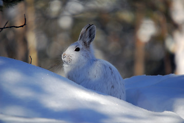 Image showing Snowshoe Hare