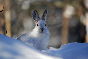 Image showing Snowshoe Hare