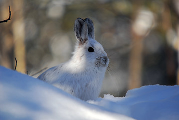 Image showing Snowshoe Hare