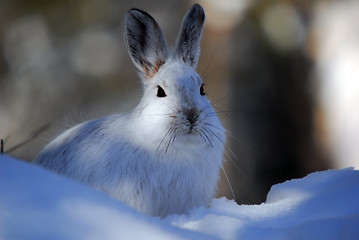 Image showing Snowshoe Hare