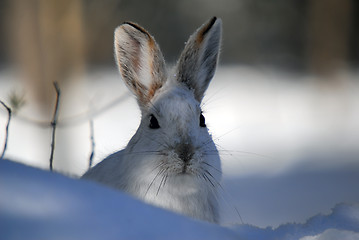 Image showing Snowshoe Hare