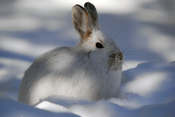 Image showing Snowshoe Hare