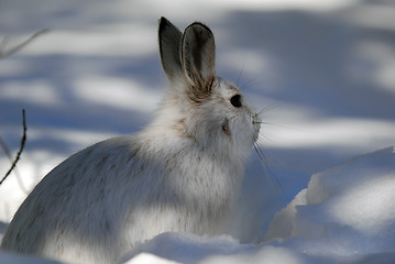 Image showing Snowshoe Hare