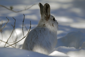 Image showing Snowshoe Hare