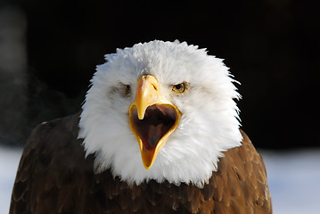 Image showing American Bald Eagle