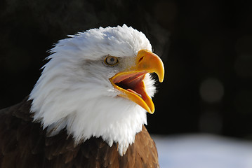 Image showing American Bald Eagle