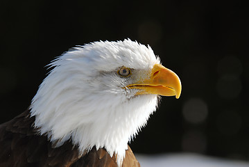 Image showing American Bald Eagle