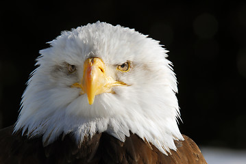 Image showing American Bald Eagle