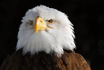 Image showing American Bald Eagle