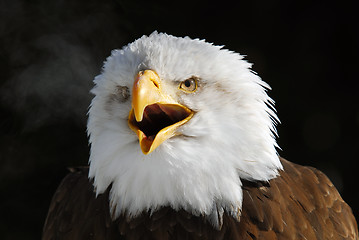 Image showing American Bald Eagle