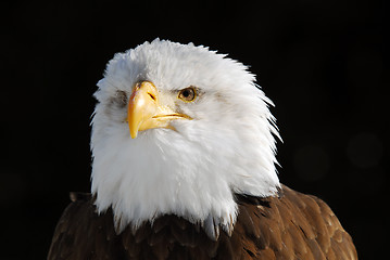 Image showing American Bald Eagle