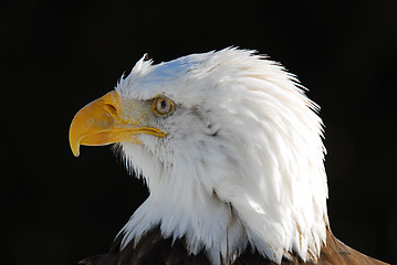 Image showing American Bald Eagle