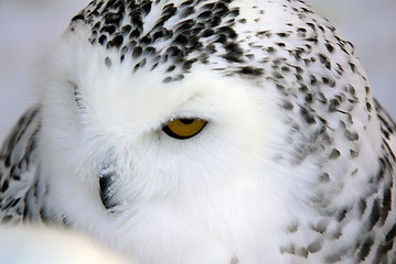 Image showing Snowy Owl