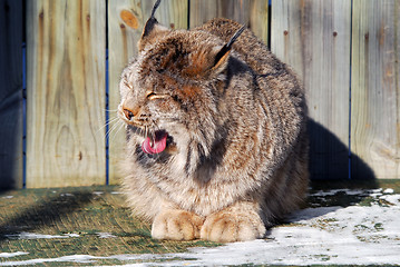 Image showing Canada Lynx