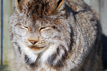 Image showing Canada Lynx