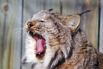 Image showing Canada Lynx