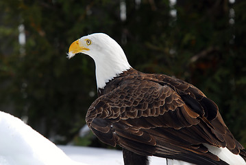 Image showing American Bald Eagle