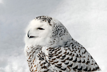 Image showing Snowy Owl