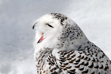 Image showing Snowy Owl