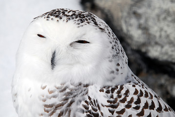 Image showing Snowy Owl