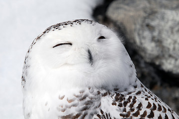 Image showing Snowy Owl